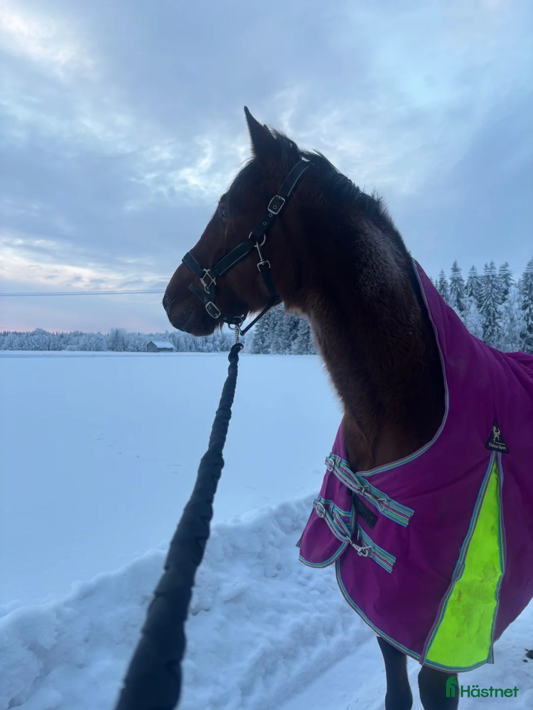 Allround hästar till salu: Varmblod - Annons 1