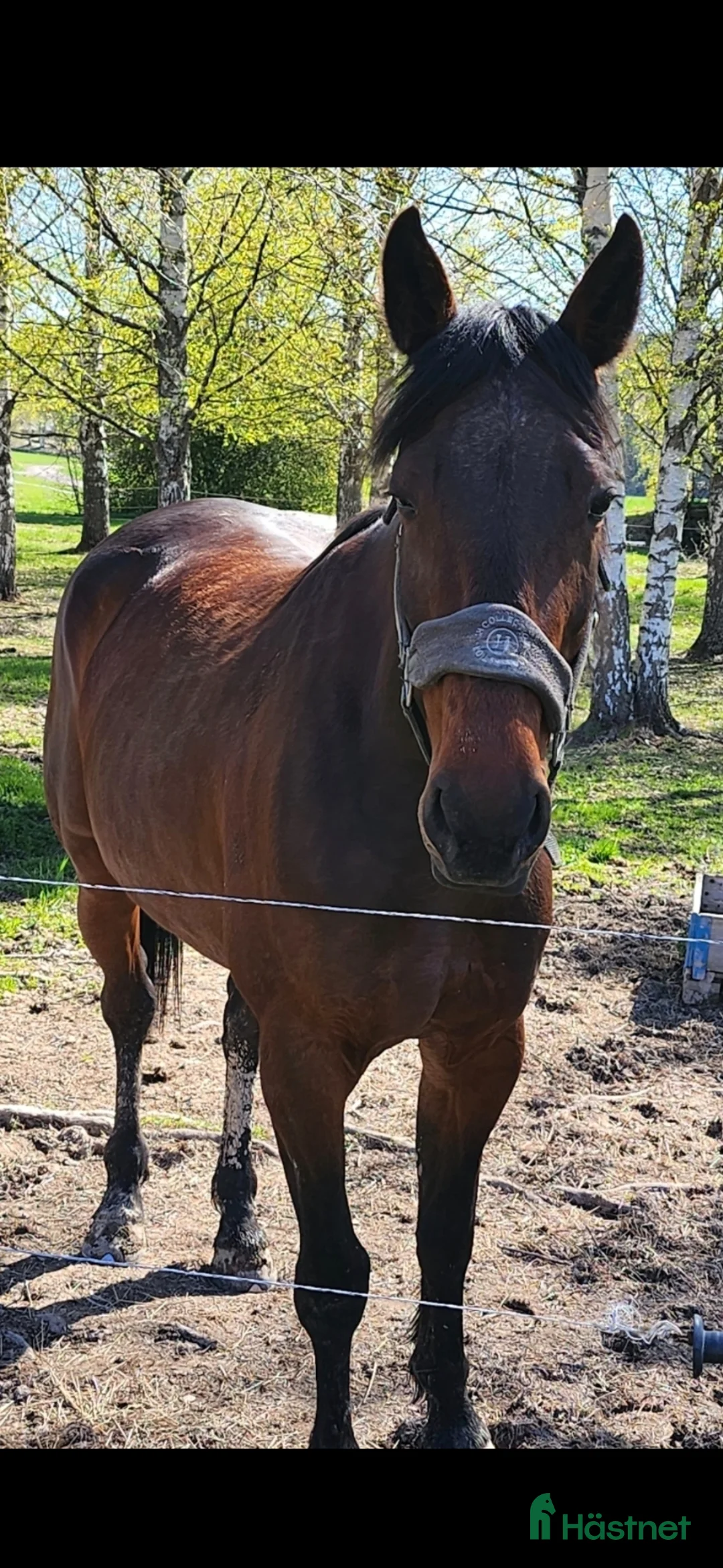 Allround hästar till salu: Varmblod söker hem - Annons 2