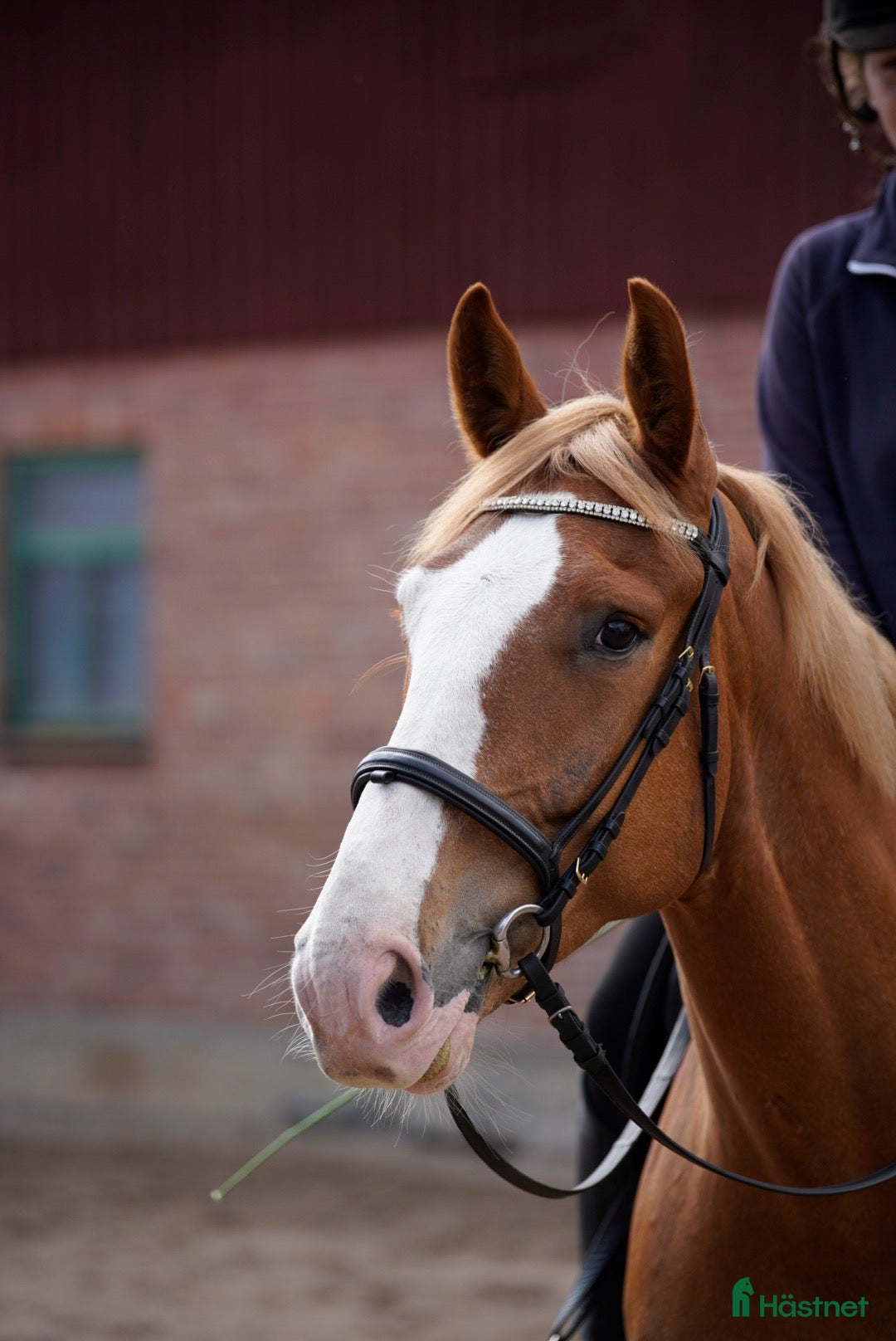  hästar Snäll & trevlig valack söker kärleksfullt hem♥️ - Annons 7