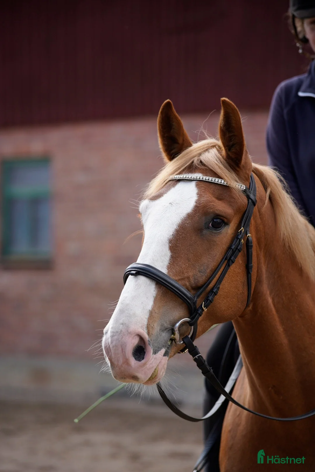 Allround hästar till salu: Snäll & trevlig valack söker kärleksfullt hem♥️ - Annons 1