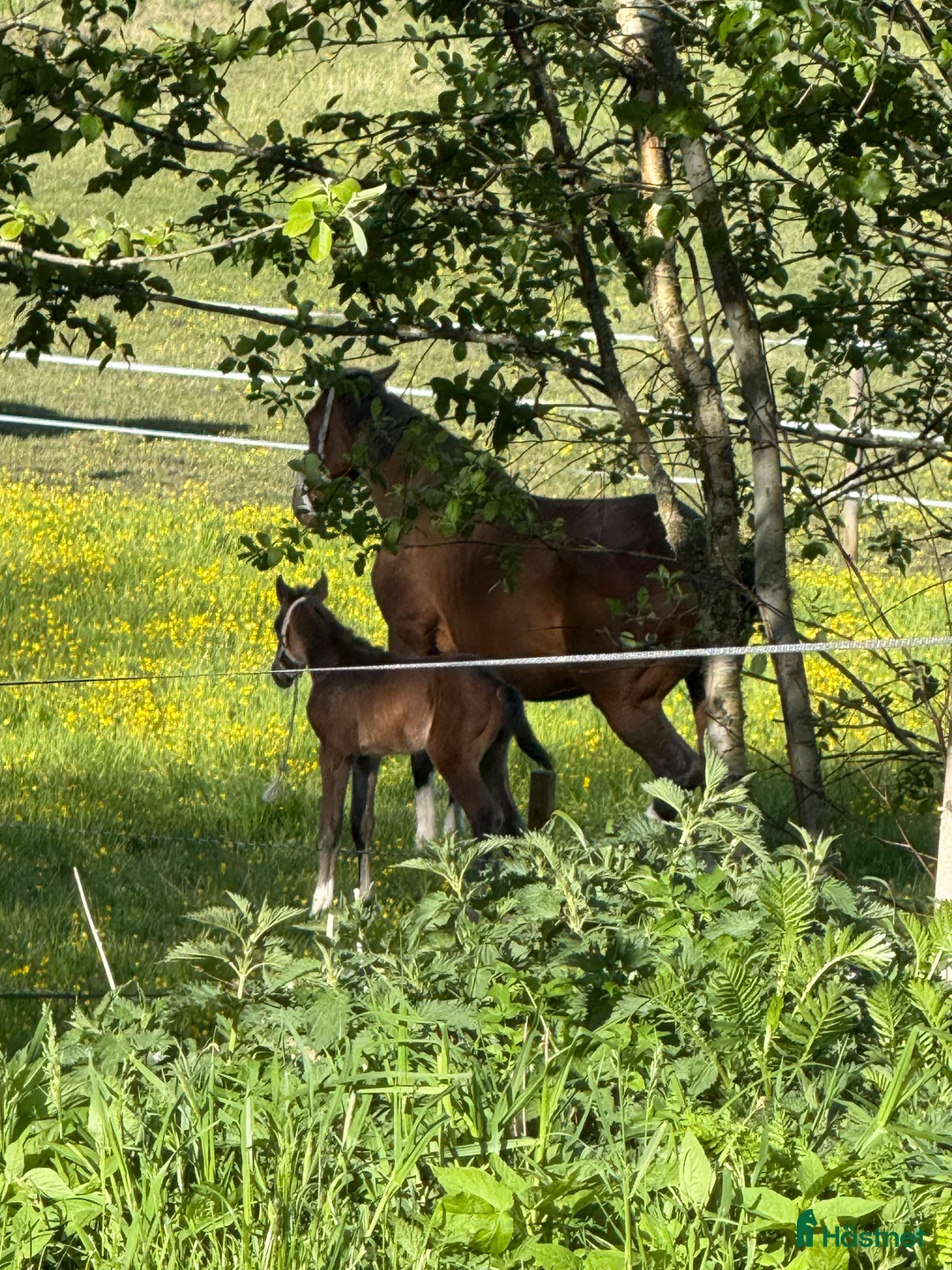  stallplats finnes: Stall plats med full service i Lindesberg - Annons 2