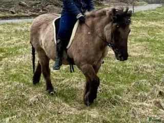 medryttarhäst finnes: Vill du ta upp ridningen igen - bli medryttare - Annons 2