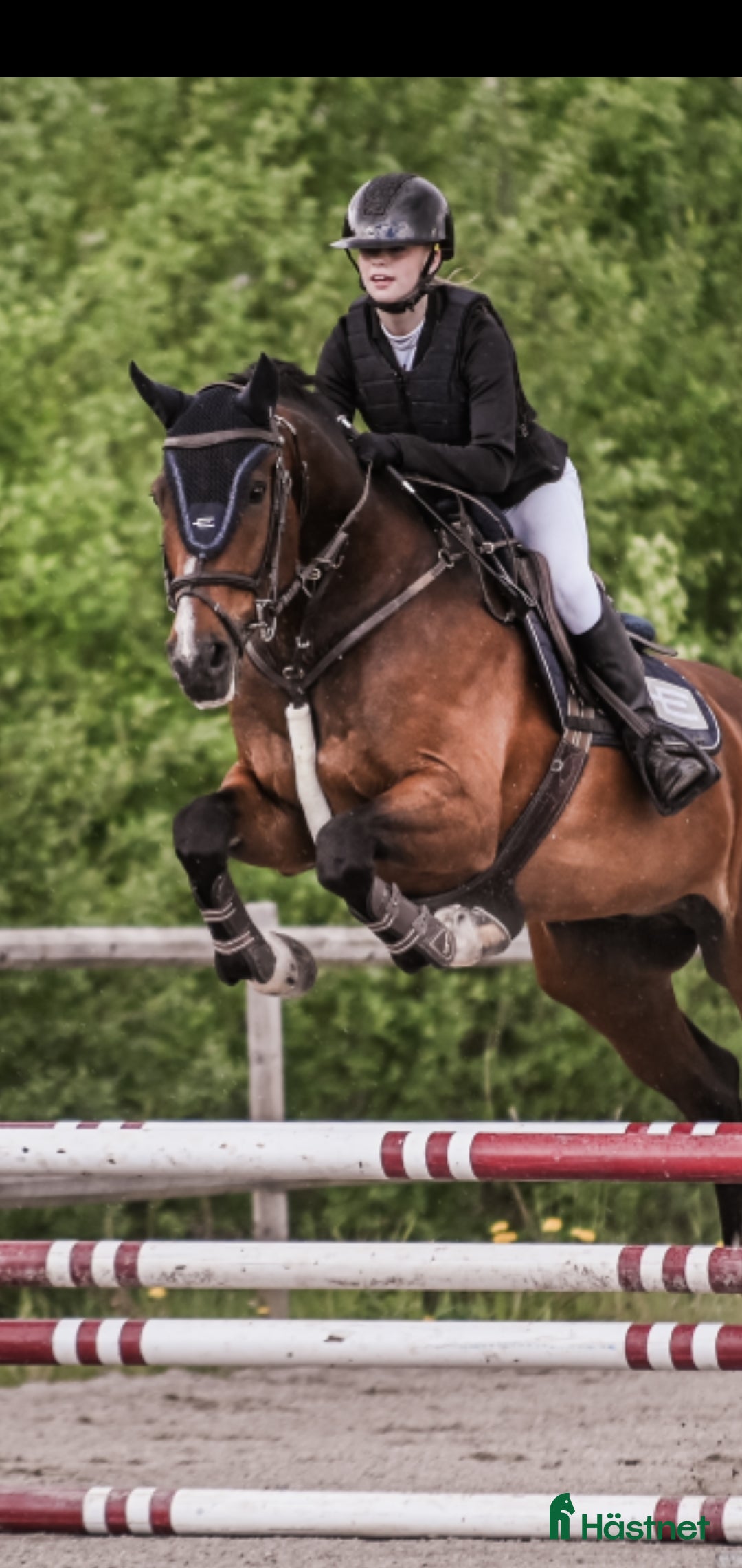 Allround hästar till salu: Bästa kompis/mor/dotter häst i Sundsvall - Bild 4