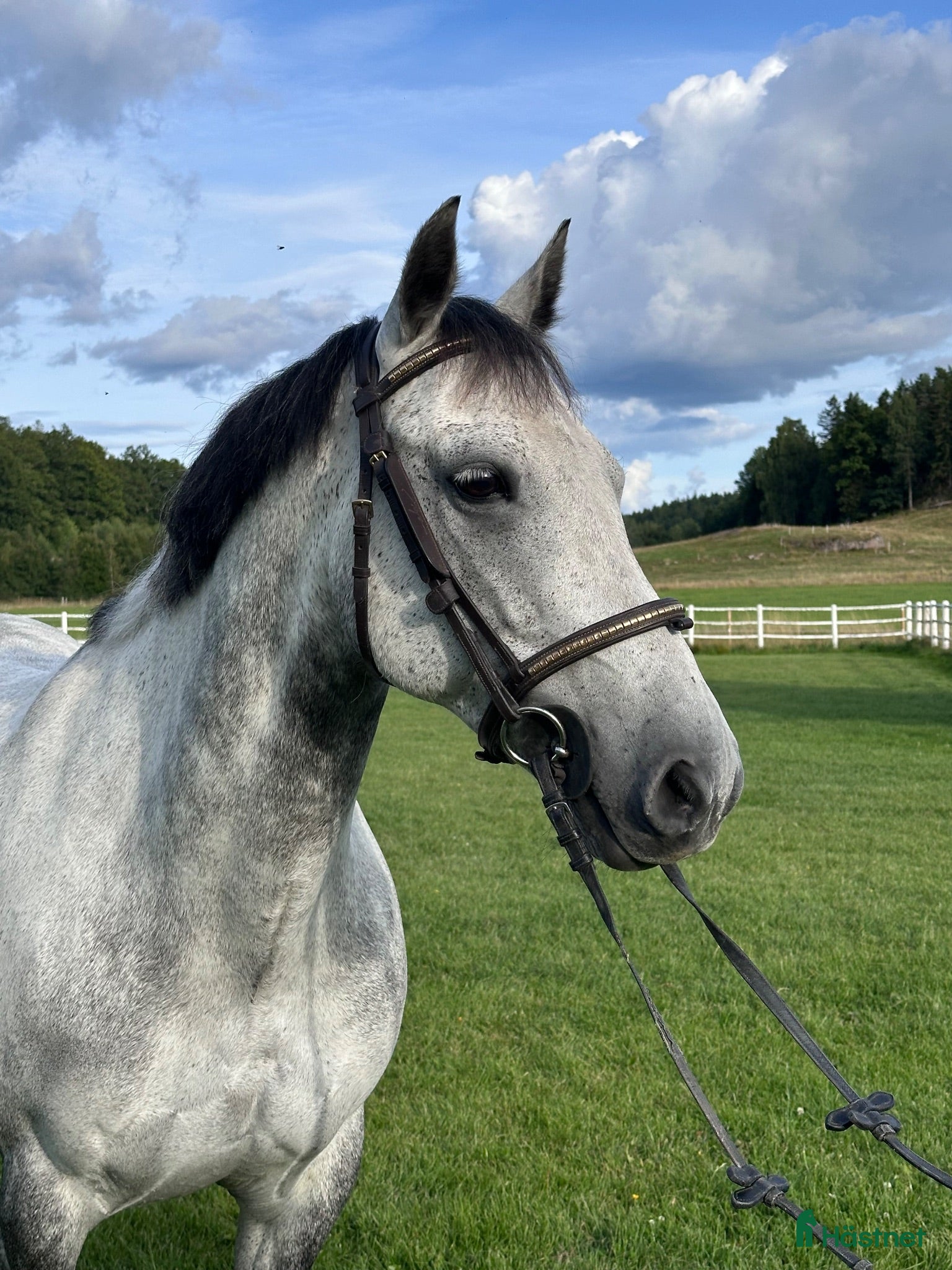  hästar ❤️ Charlie – en ponny mycket kapacitet❤️ - Annons 2