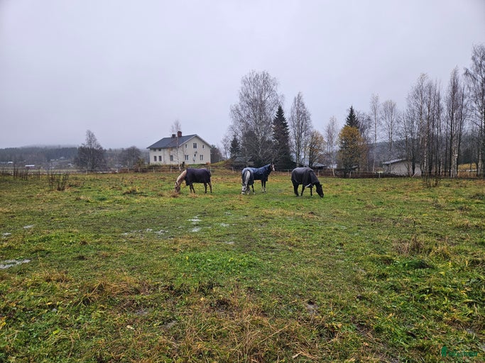 Galleribild {{count}}