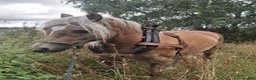 Övrig Körutrustning körning till salu: Harvpaket  - Annons 2