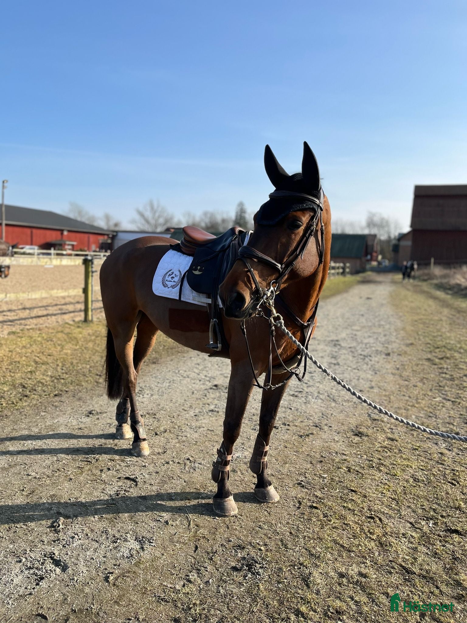  hästar Flashigt hoppsto!   - Annons 2