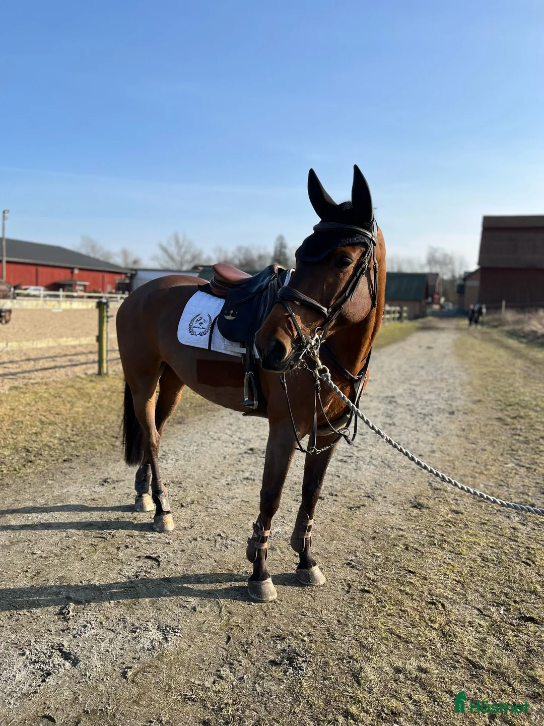 Hoppning hästar till salu: Flashigt hoppsto!   - Annons 2