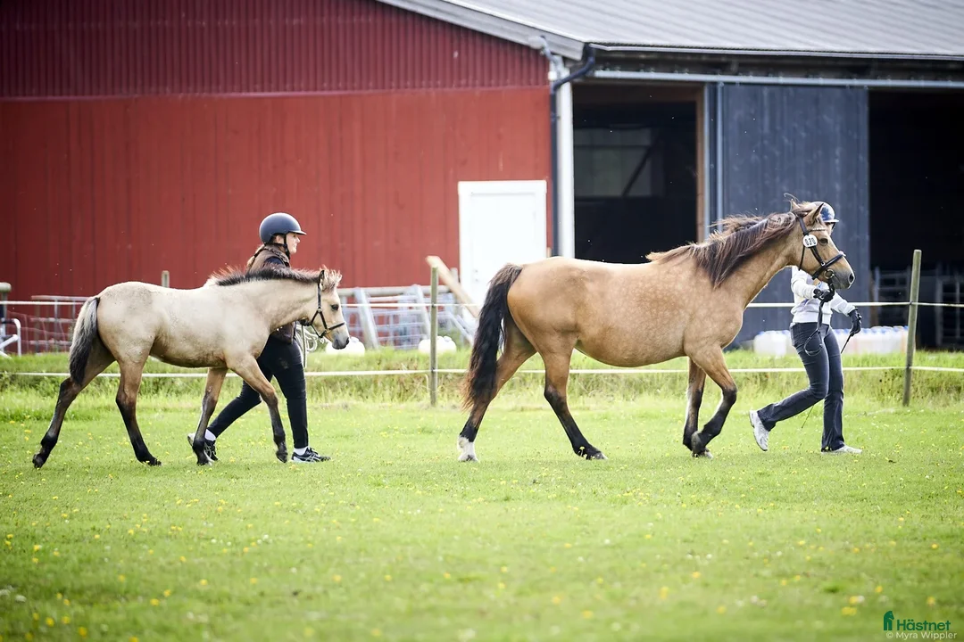 Avelshästar hästar till salu: Föl efter Deriveur D’Emia i Juni? i Mjölby - Annons 4