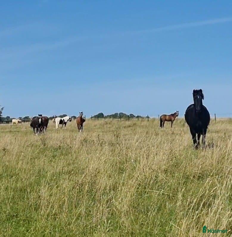  stallplats Erbjuder plats på fin lösdrift med stora ytor - Annons 4