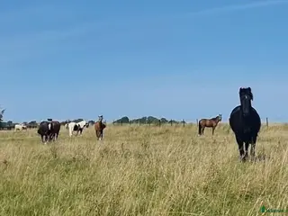 stallplats Erbjuder plats på fin lösdrift med stora ytor - Annons 4