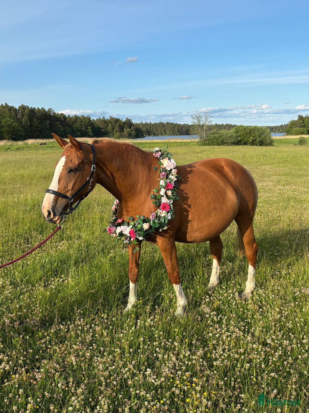 Övrigt hästar till salu: Fantastiskt dräktigt sto för avel och sällskap i Söderköping - Annons 7