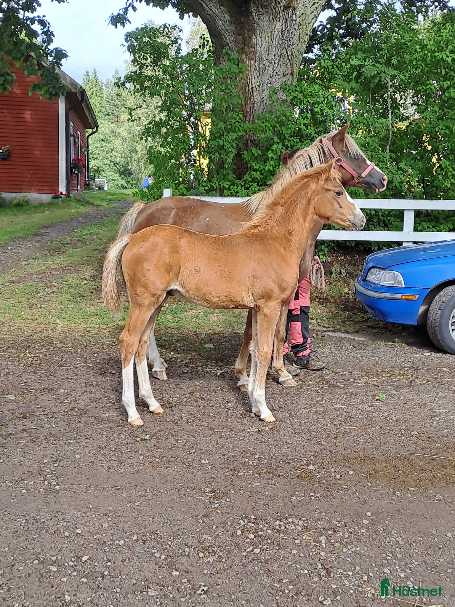  avel Welsh partbred hingsten Cameron TG - Annons 2