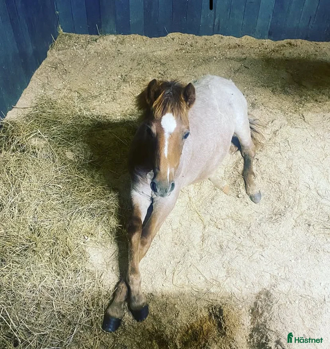 Allround hästar till salu: 2 fina unga Welshponnys kat B - Annons 2