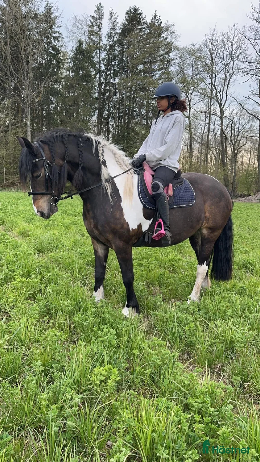 Allround hästar till salu: Barockpinto ston sagohästar i Köpingsvik - Annons 4