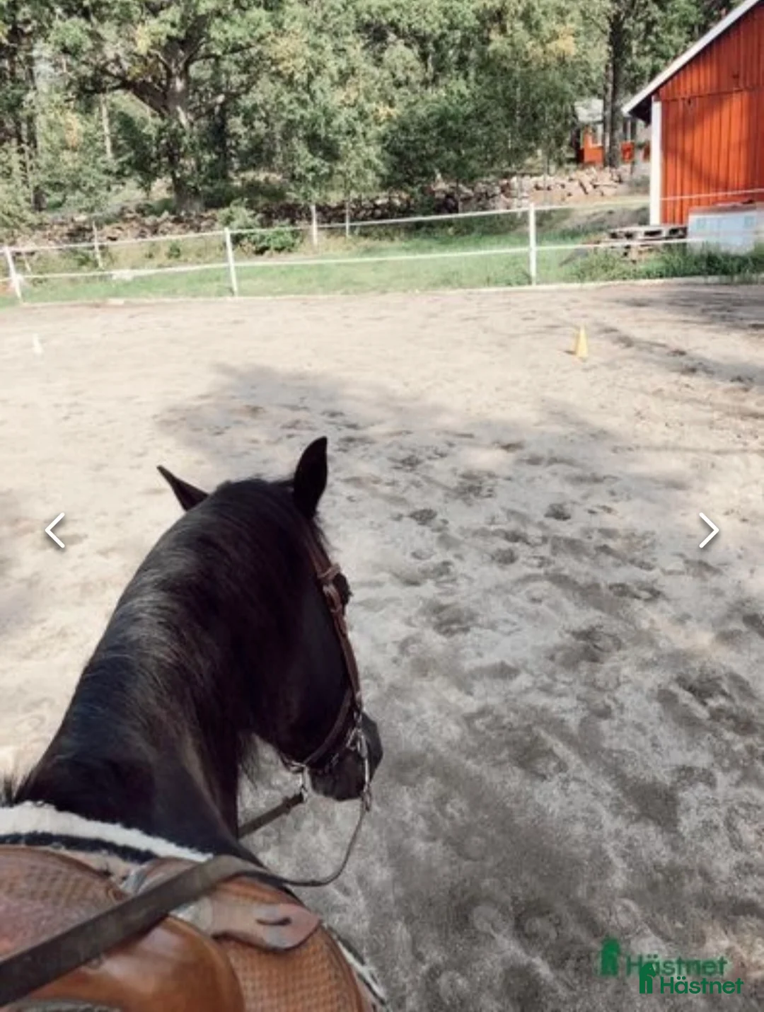  medryttarhäst finnes: Söker rutinerad medryttare  - Annons 2