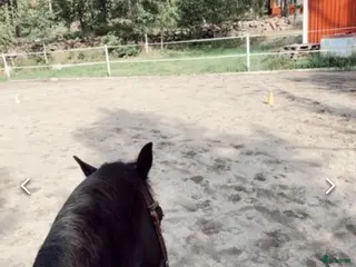 medryttarhäst finnes: Söker rutinerad medryttare - Annons 2