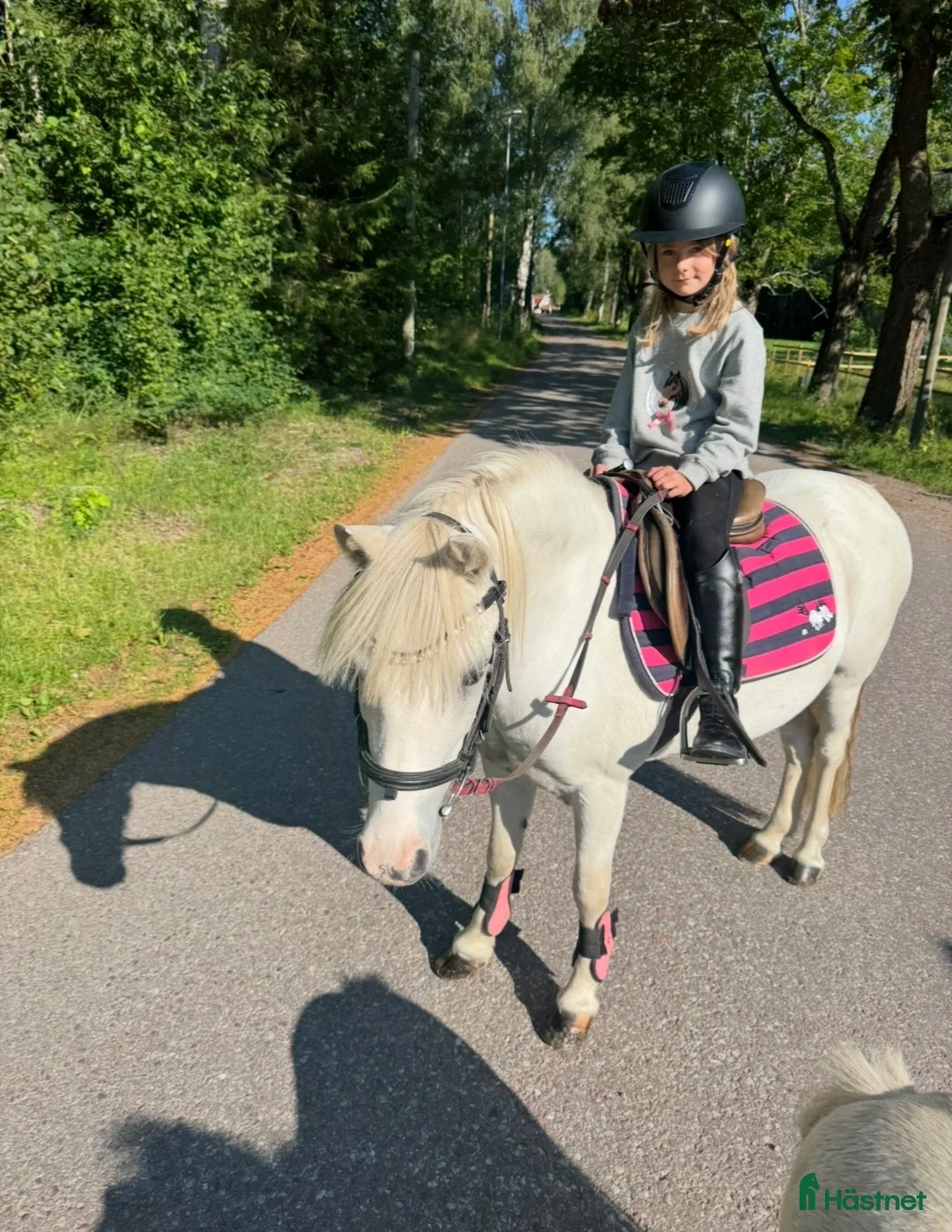 Allround hästar till salu: Sockersöt B-ponny - Annons 1