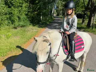 hästar Sockersöt B-ponny - Annons 12