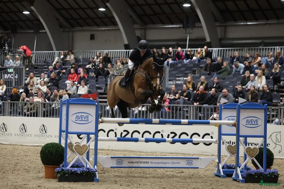 Hoppning hästar till salu: Topp junior/young rider hest - Annons 2