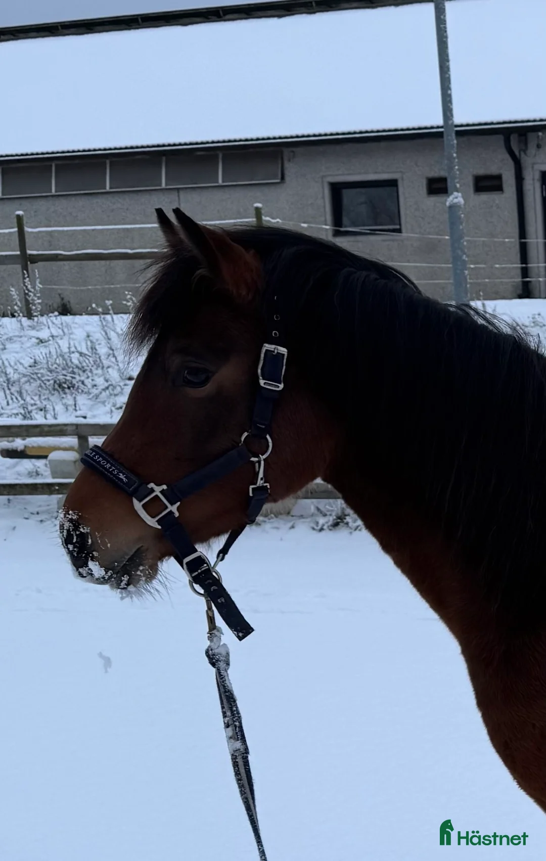 Allround hästar till salu: Fint ungsto med jättetrevlig personlighet i Sjöbo - Annons 4