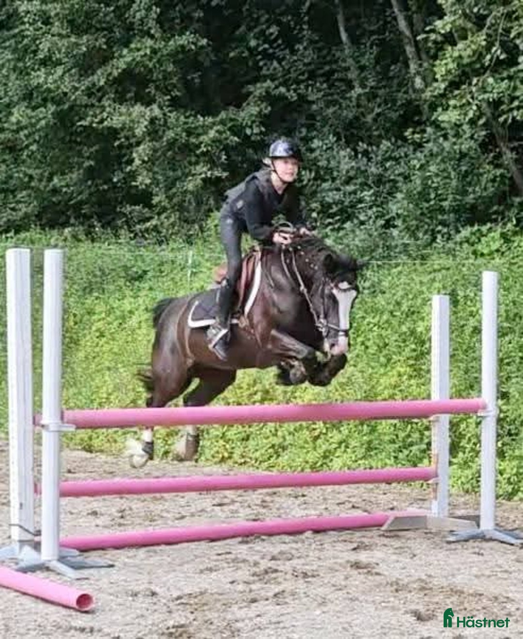 Hoppning hästar till salu: Häftig B-ponny  i Edsele - Annons 5