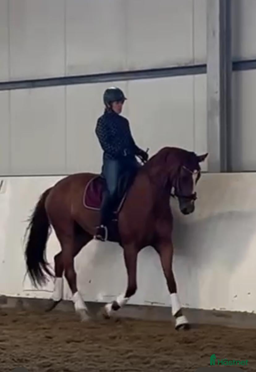  hästar Fantastiskt fint sto 💛 - Annons 17