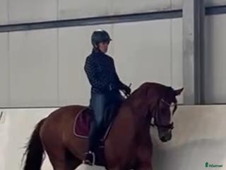 hästar Fantastiskt fint sto 💛 - Annons 11