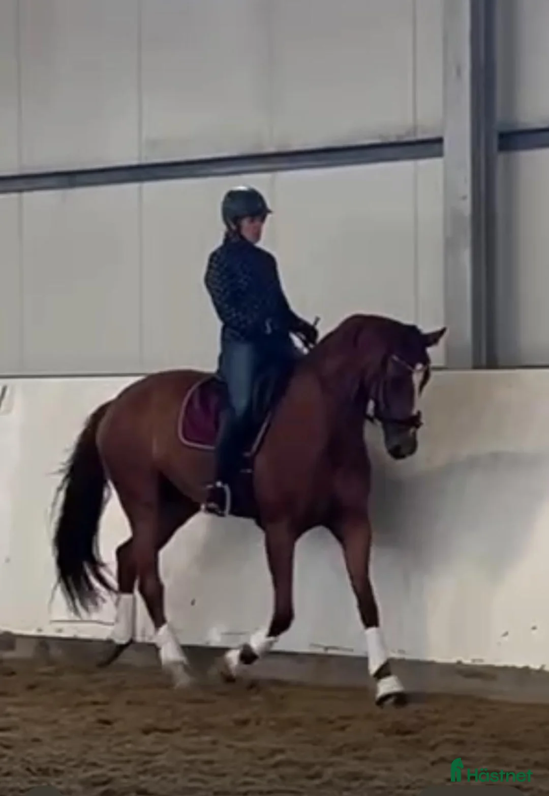 Dressyr hästar till salu: Fantastiskt fint sto 💛 - Annons 1
