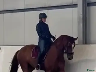 hästar Fantastiskt fint sto 💛 - Annons 17