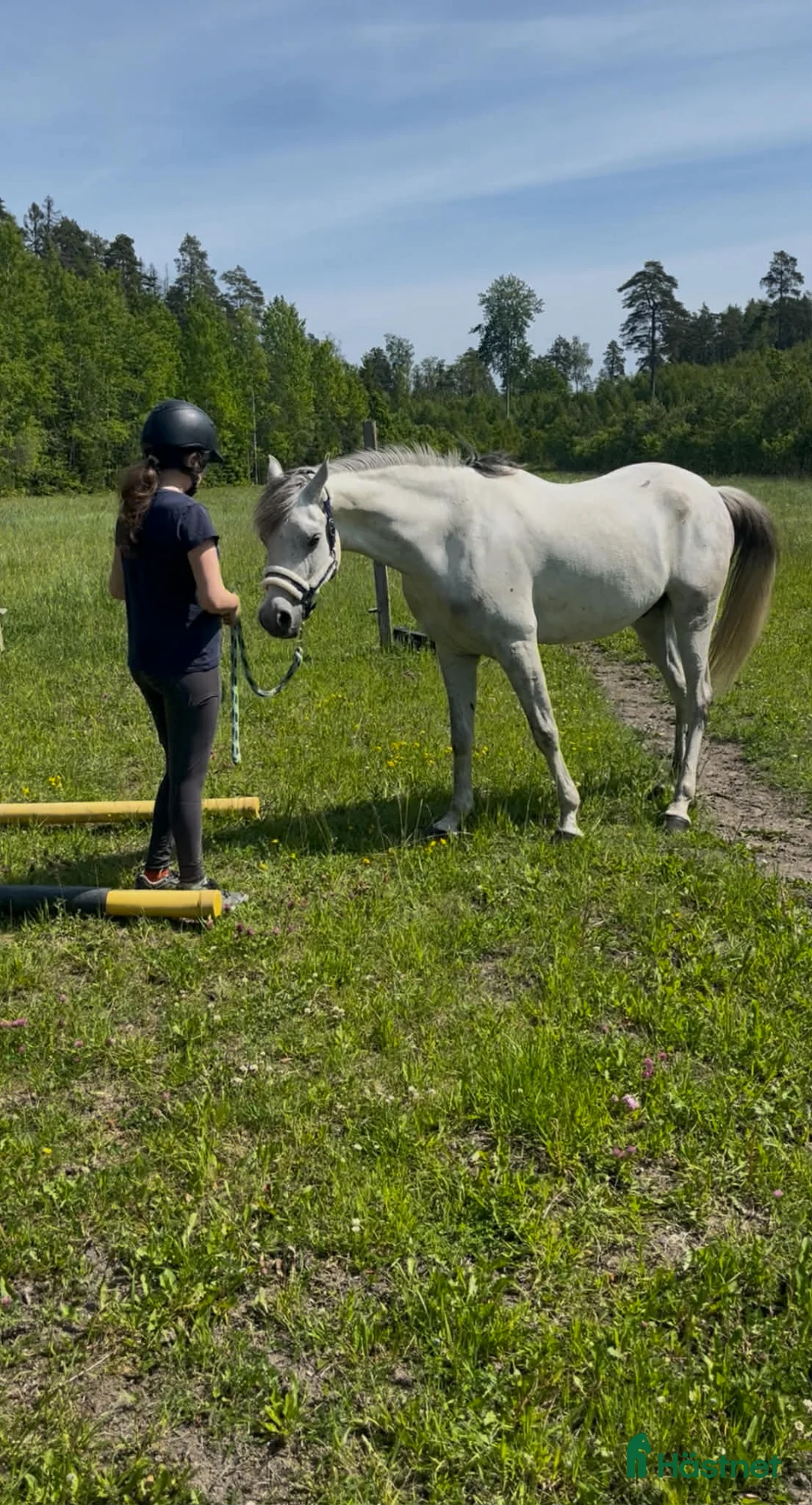 Allround hästar till salu: Projekt häst i Vallentuna - Annons 4