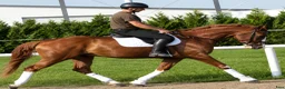 Allround hästar till salu: Top coloured dressage & driving Champion - Annons 14