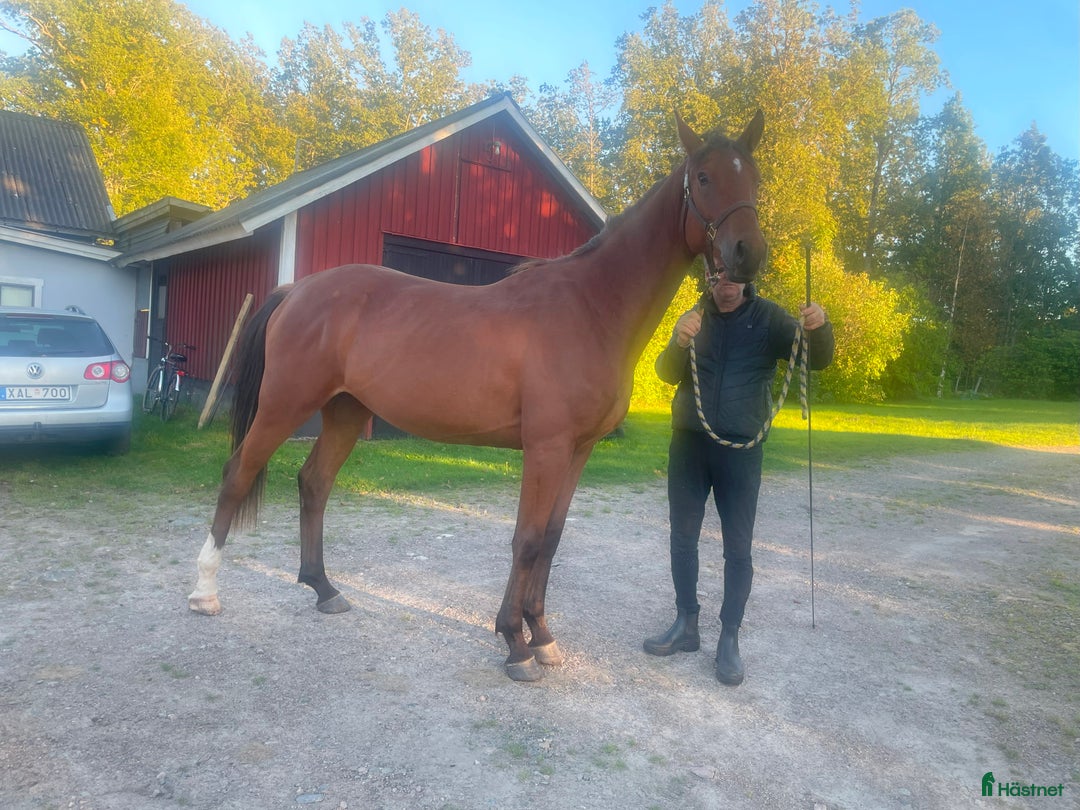 Hoppning hästar till salu: Lovande 2-åringar i Ljungby - Annons 2