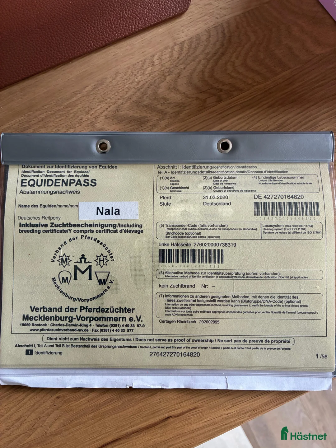 Hoppning hästar till salu: 🌟 Skøn allround pony til salg 🌟 - Annons 2