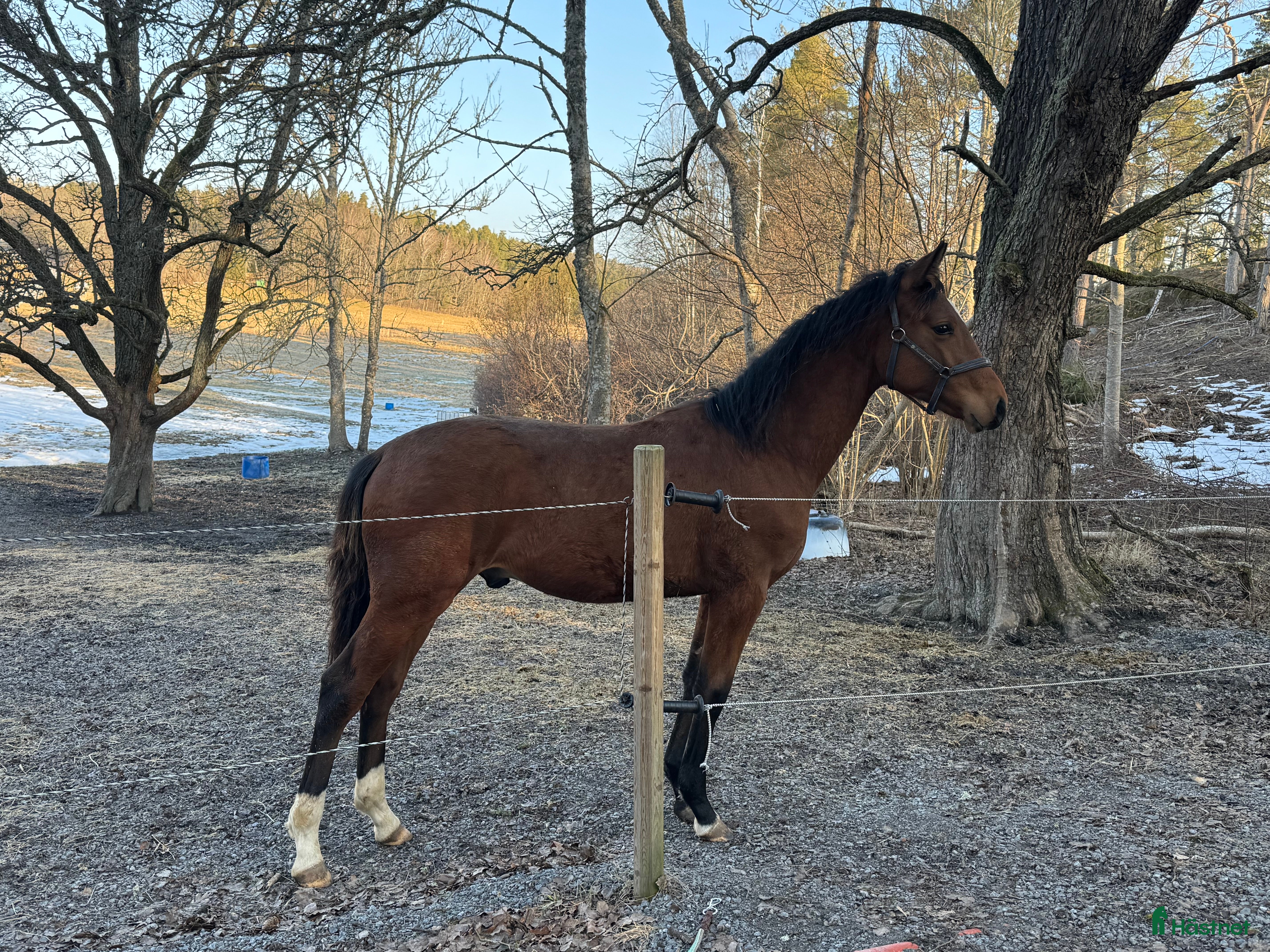  hästar Swb hingst e. Cornettino Ask  - Annons 17