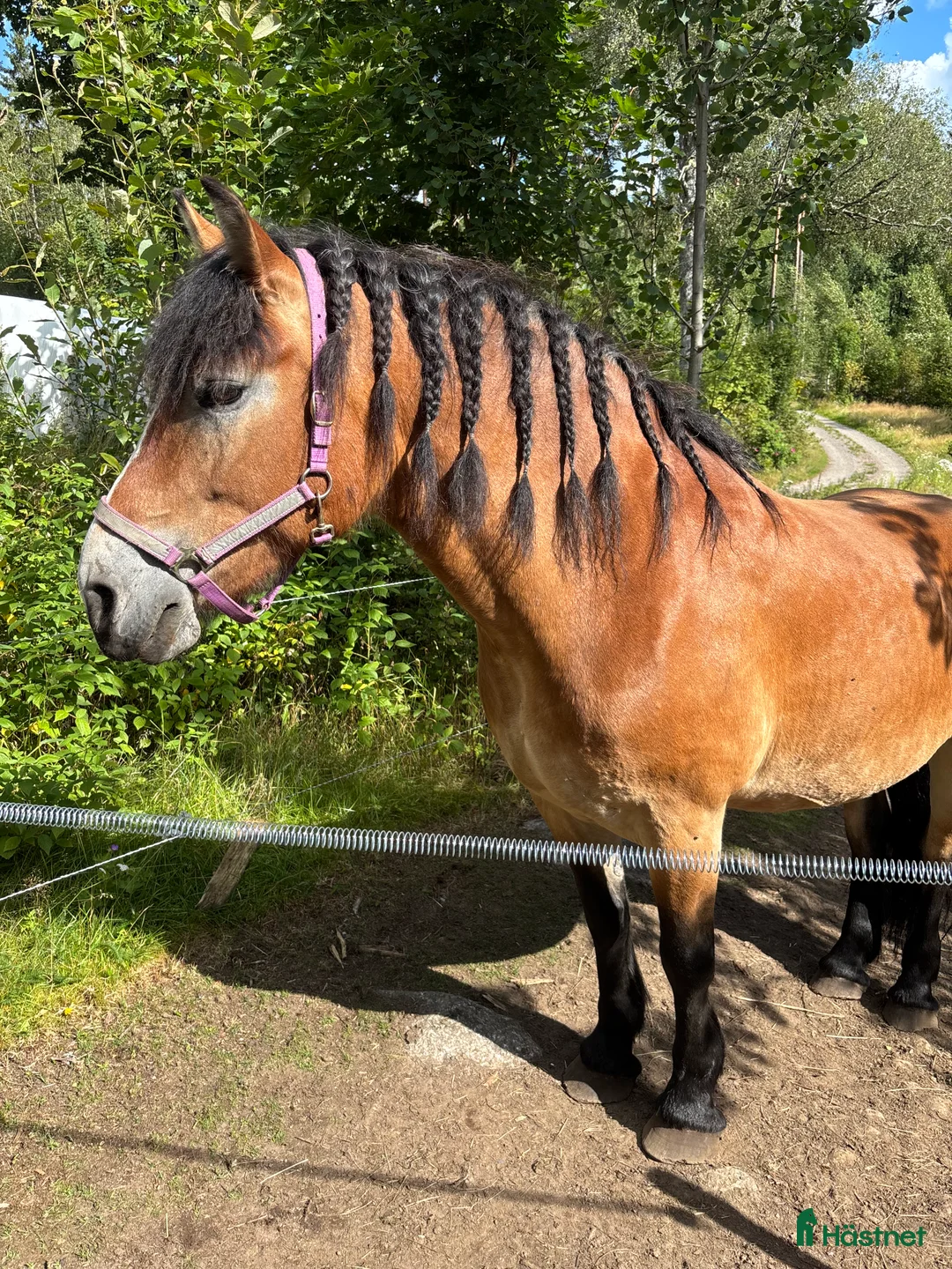 Allround hästar till salu: ⭐️Söker sin rätta människa⭐️ - Annons 3