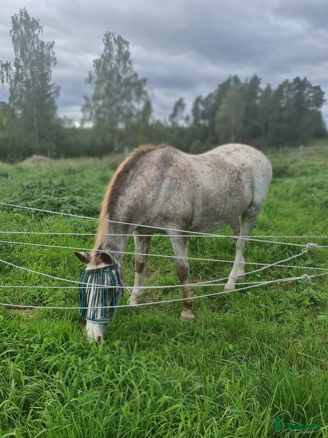 Övrigt hästar till salu: Gammal läromästare i Matfors - Annons 2