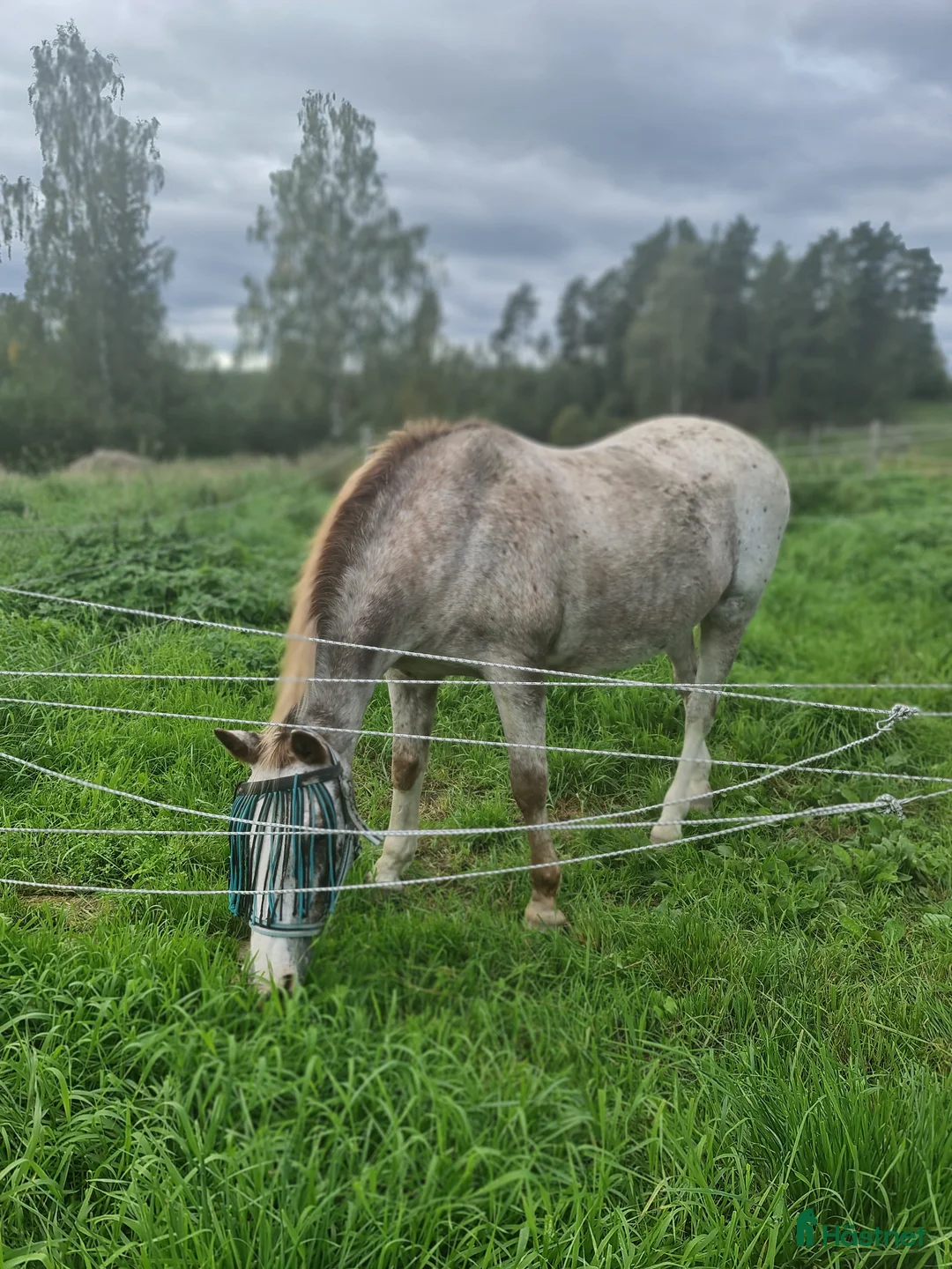 Övrigt hästar till salu: Gammal läromästare - Annons 2