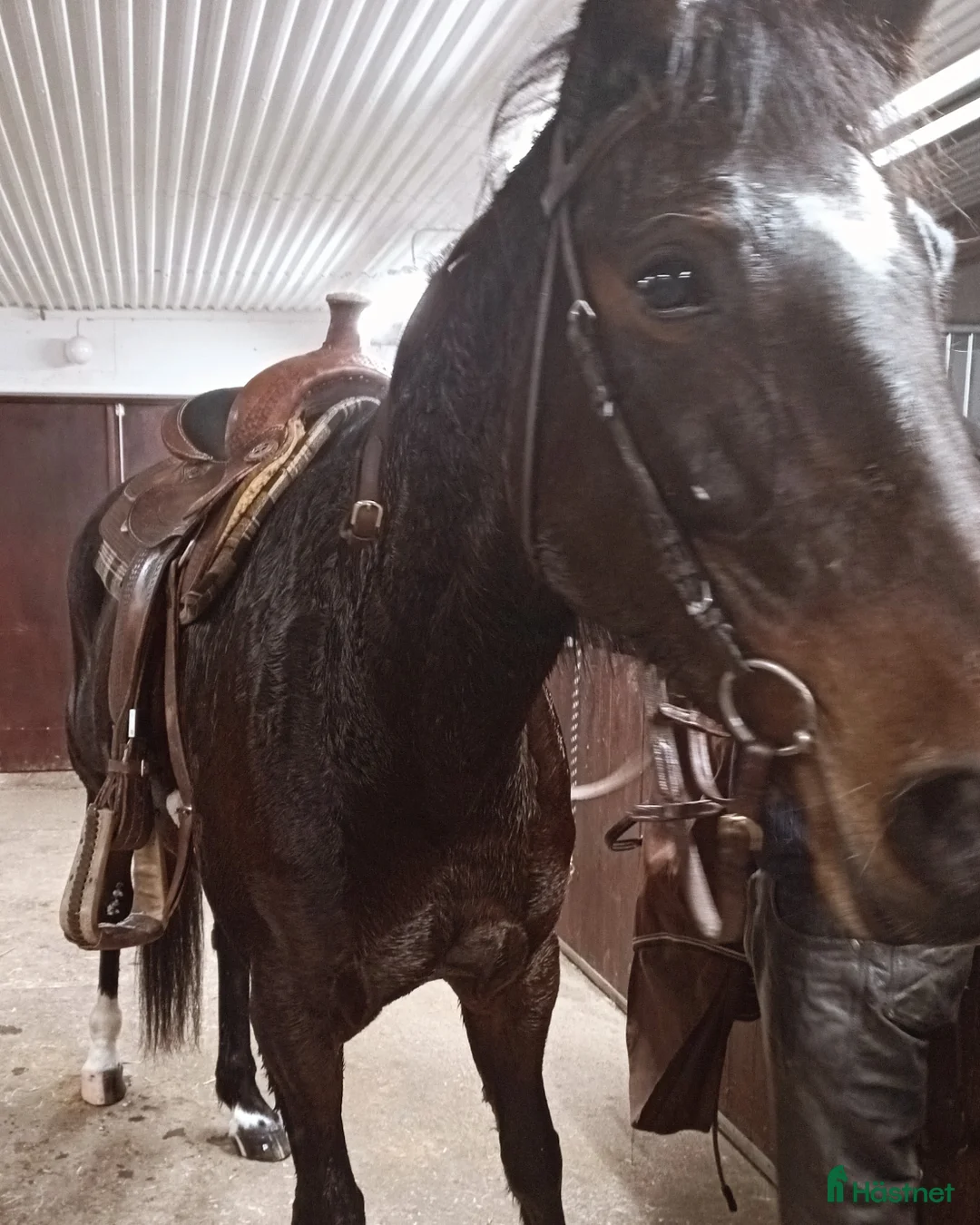 Övrigt hästar till salu: Hästen med det stora hjärtat  - Annons 6