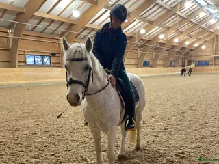 Allround hästar till salu: Connemara valack bytes eller säljes - Annons 3