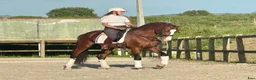Working Equitation hästar till salu: Slående vacker lusitano för dressyr och WE - Annons 3