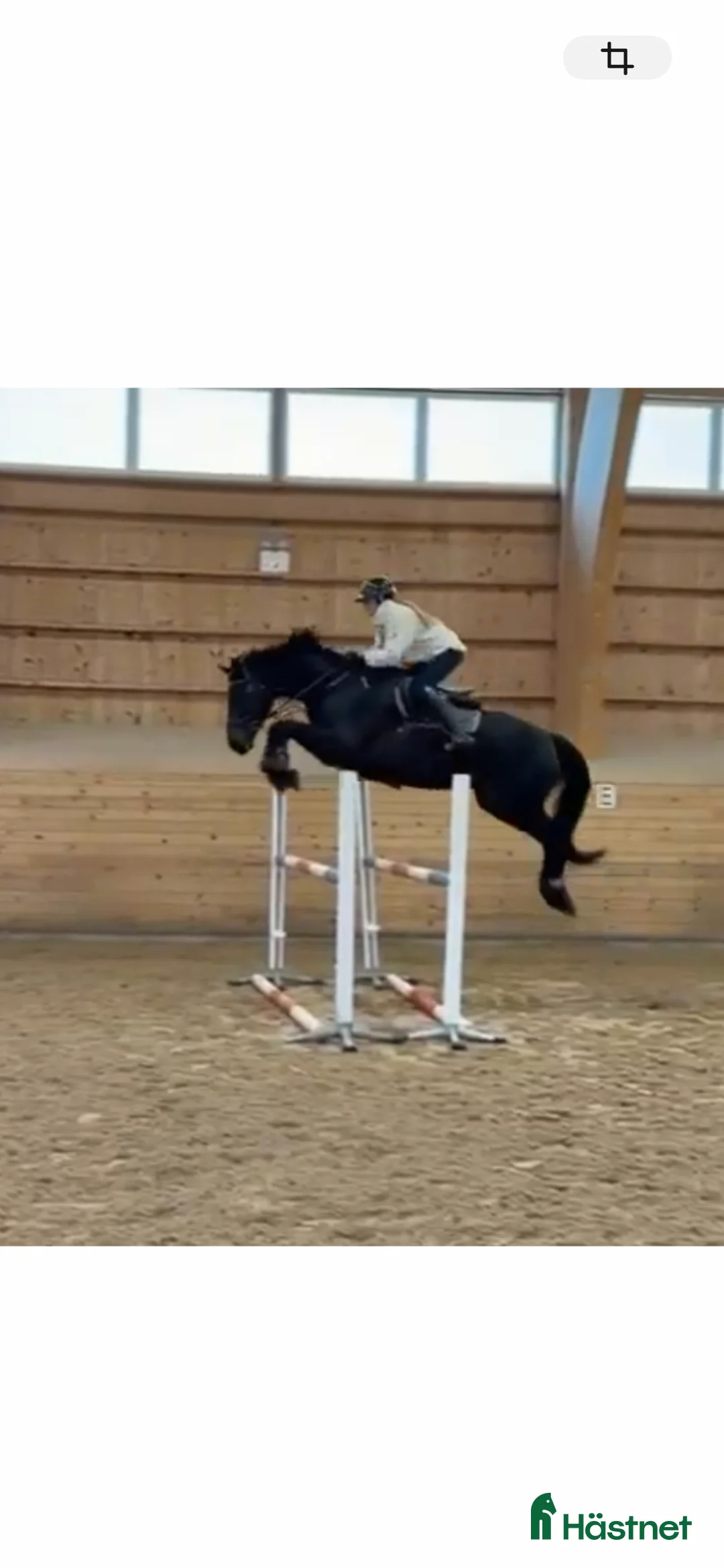 Hoppning hästar till salu: Lovande 5-årig hoppvalack med toppstam - Annons 1