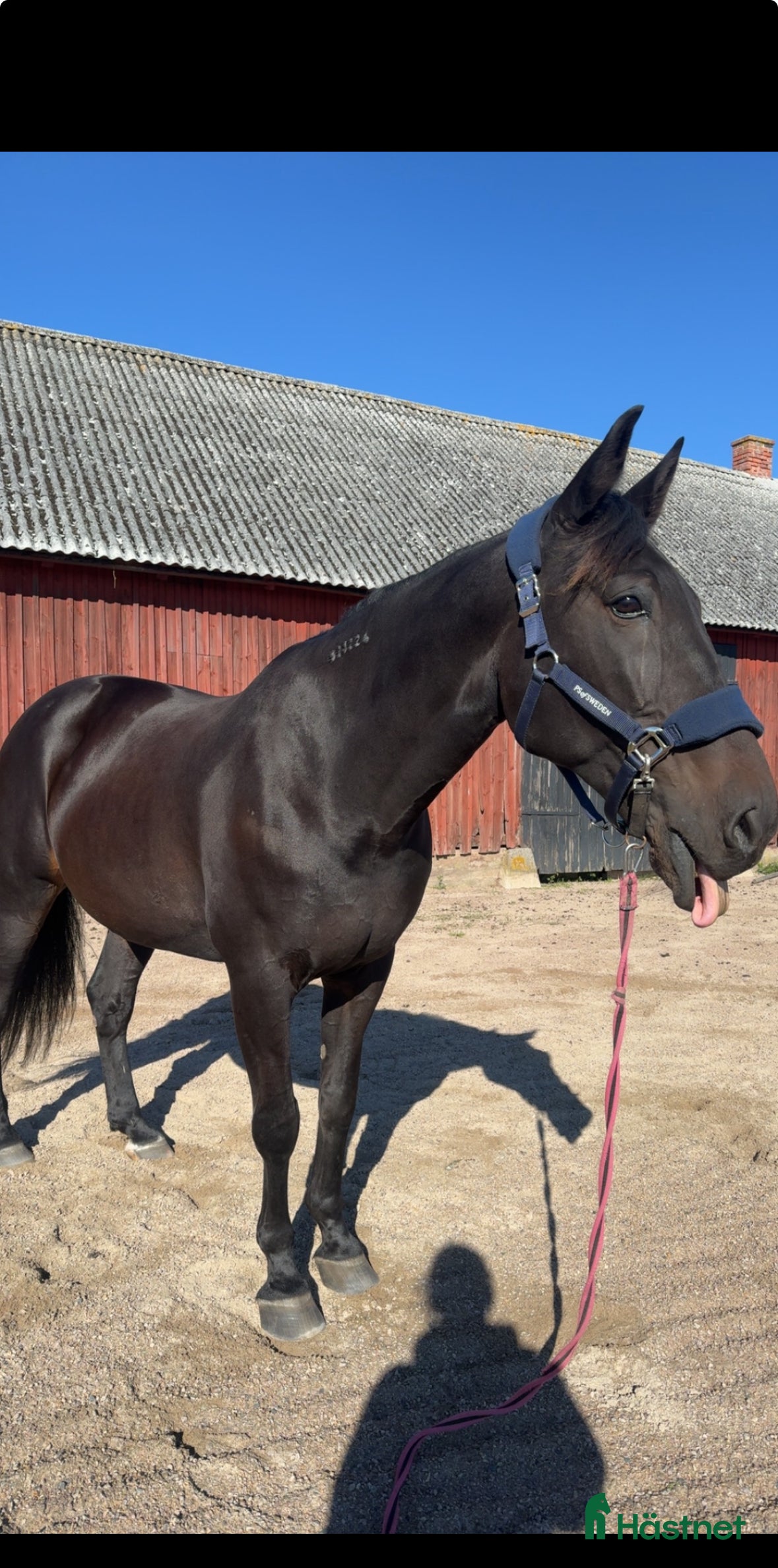  hästar Supersnäll travare - Annons 2