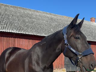 hästar Supersnäll travare - Annons 9