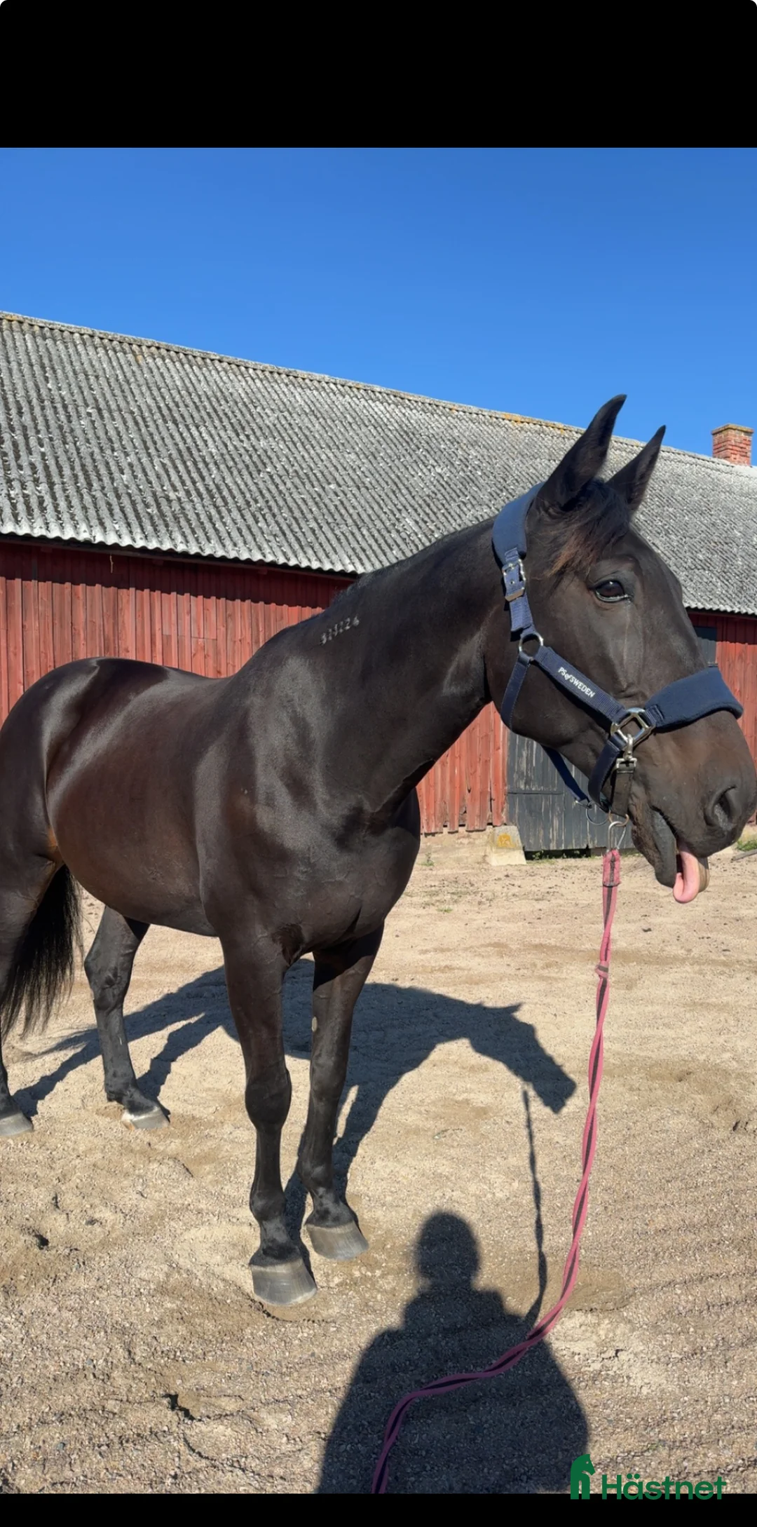 Allround hästar till salu: Supersnäll travare - Annons 1