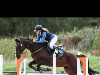 hästjobb Tillridning i Munkedal - Annons 9