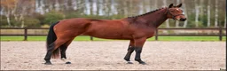 Hoppning hästar till salu: Mycket lovande 4-åring e Emerald  - Annons 5