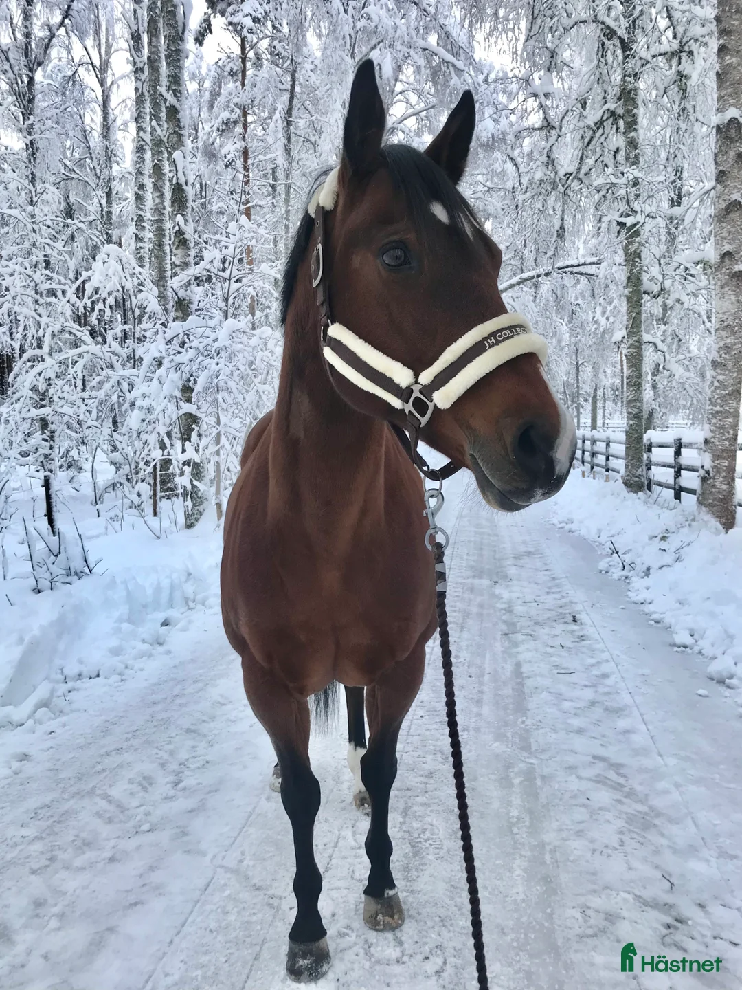 Western hästar till salu: Appaloosa sto - Annons 2