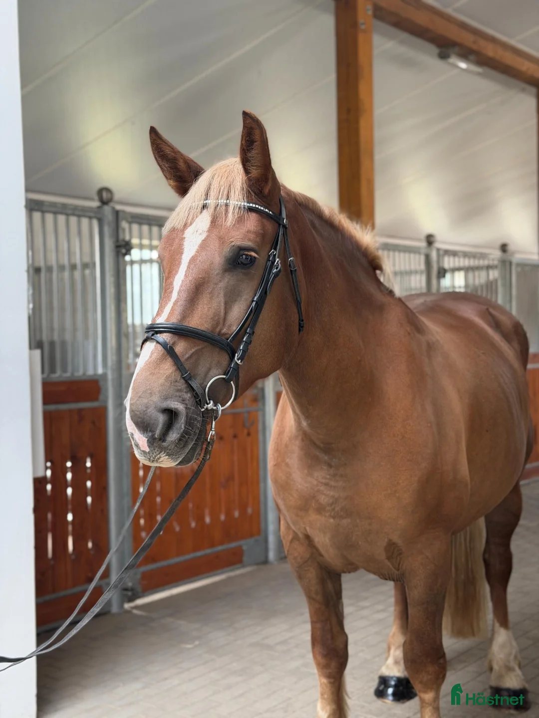 Allround hästar till salu: Calm and safe mare for hobby! - Annons 3