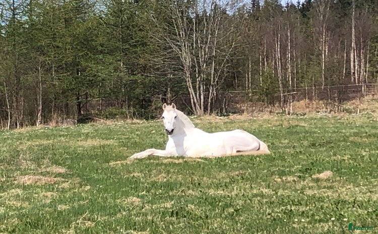  hästar i Malmbäck - Annons 4